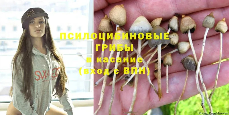 Псилоцибиновые грибы Cubensis  Дмитриев 